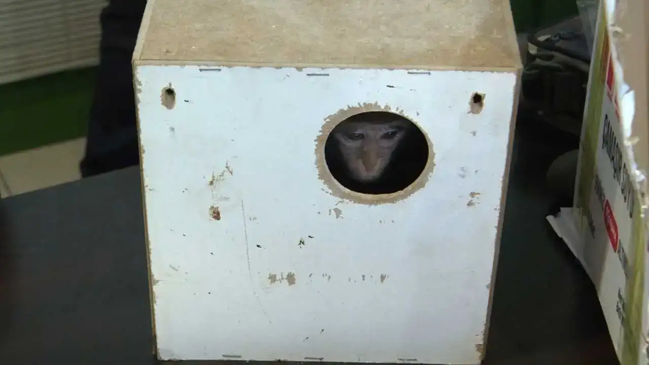 Antalya’ya Kaçak Gelen Fıstık Yeni Hayatına Merhaba Dedi! 7